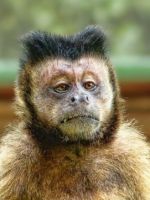 команди Капітан